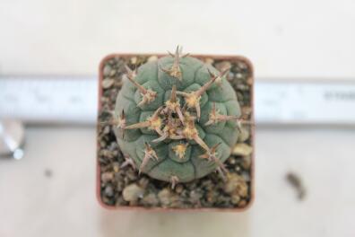 Gymnocalycium spegazzinii v unguispinum 