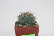 Gymnocalycium spegazzinii v unguispinum  (3)