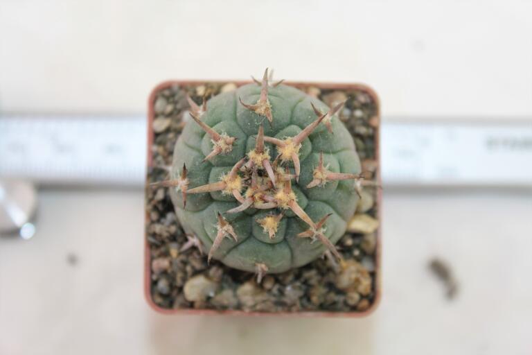 Gymnocalycium spegazzinii v unguispinum 