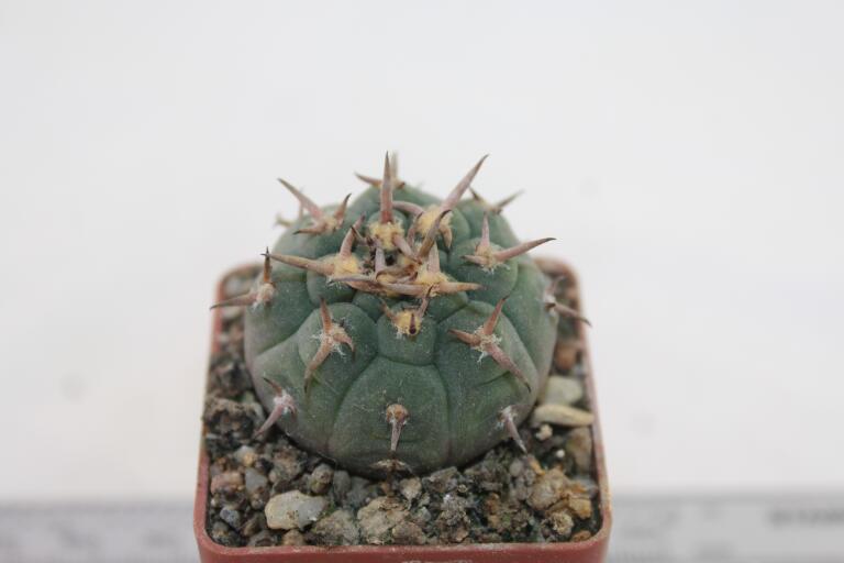 Gymnocalycium spegazzinii v unguispinum  (2)