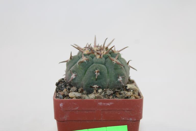 Gymnocalycium spegazzinii v unguispinum  (3)