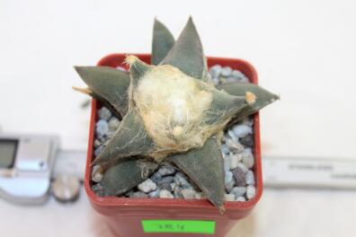 Ariocarpus retusus