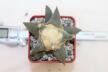 Ariocarpus retusus (2)
