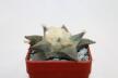 Ariocarpus retusus (3)