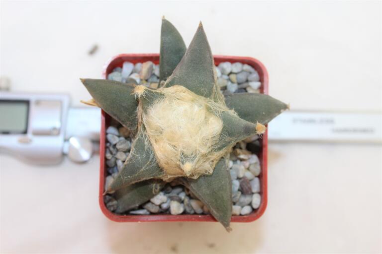 Ariocarpus retusus (2)