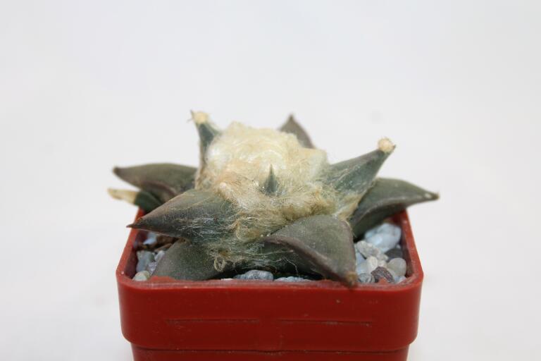Ariocarpus retusus (3)