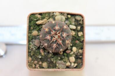 Gymnocalycium spegazzinii v unguispinum