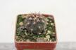 Gymnocalycium spegazzinii v unguispinum (2)