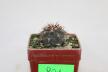 Gymnocalycium spegazzinii v unguispinum (3)