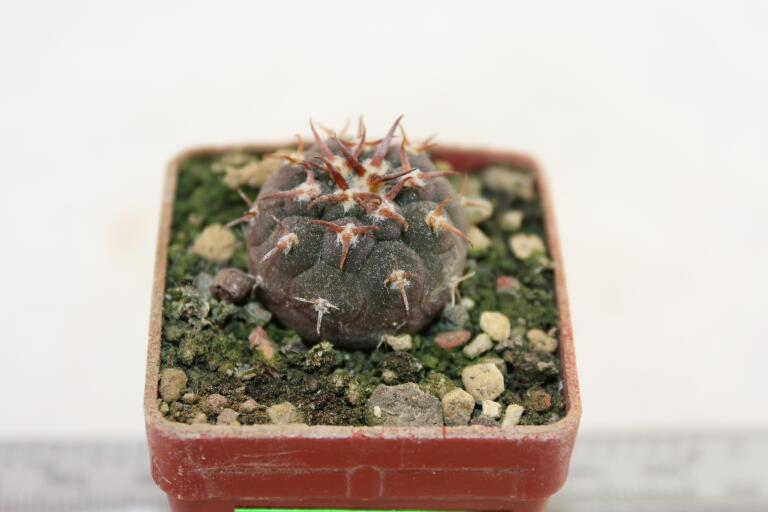 Gymnocalycium spegazzinii v unguispinum (2)