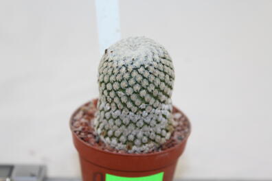 Turbinicarpus valdezianus albiflorus BIG