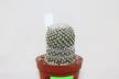 Turbinicarpus valdezianus albiflorus BIG (2)
