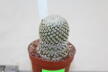Turbinicarpus valdezianus albiflorus BIG