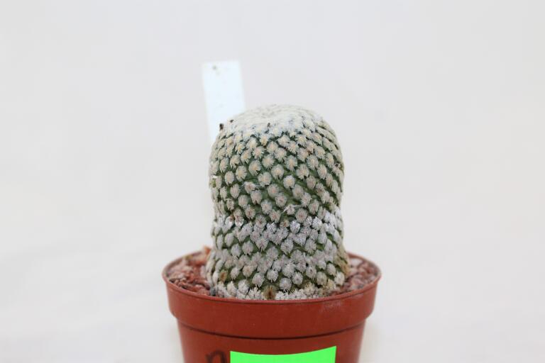 Turbinicarpus valdezianus albiflorus BIG (2)