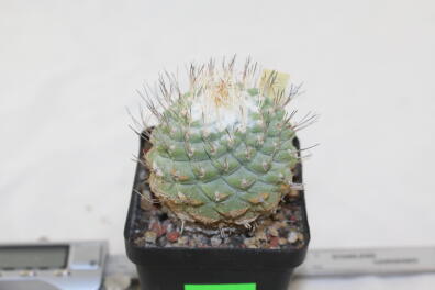 Strombocactus disciformis 25 Years 