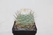 Strombocactus disciformis 25 Years  (2)