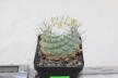 Strombocactus disciformis 25 Years 