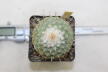 Strombocactus disciformis 25 Years  (3)