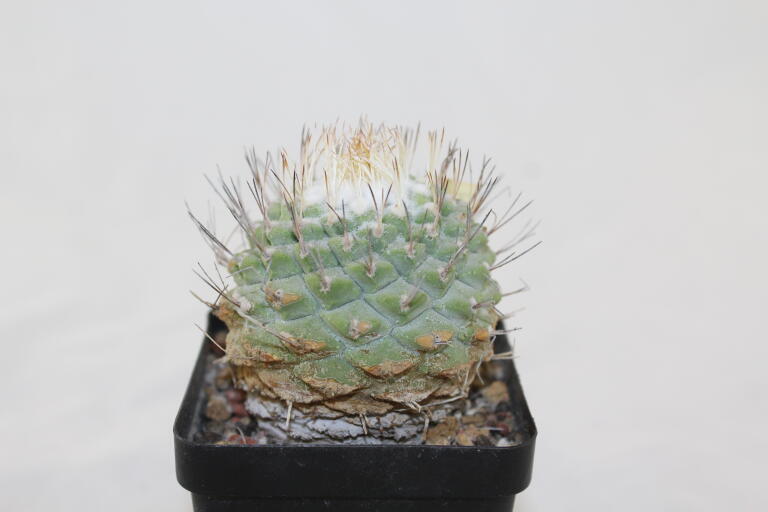 Strombocactus disciformis 25 Years  (2)