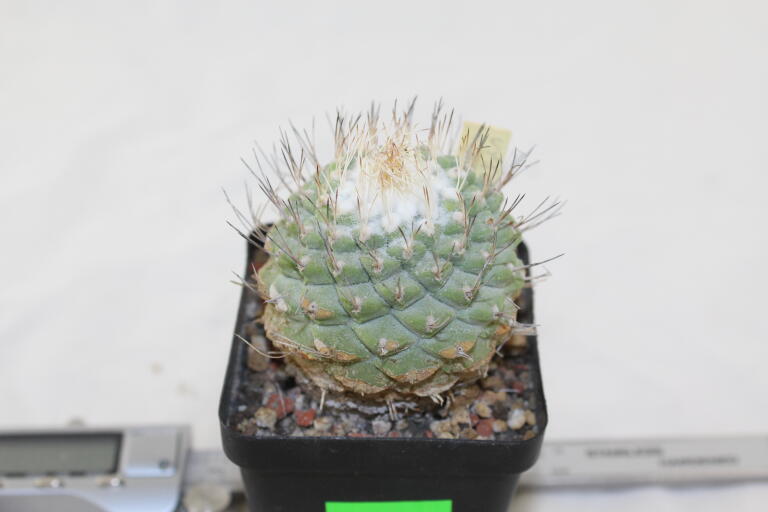 Strombocactus disciformis 25 Years 
