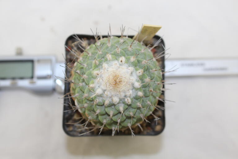 Strombocactus disciformis 25 Years  (3)