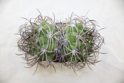 Gymnocalycium saglionis BIG Two Heads 
