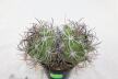 Gymnocalycium saglionis BIG Two Heads  (2)