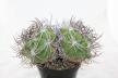 Gymnocalycium saglionis BIG Two Heads  (3)