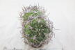 Gymnocalycium saglionis BIG Two Heads  (4)