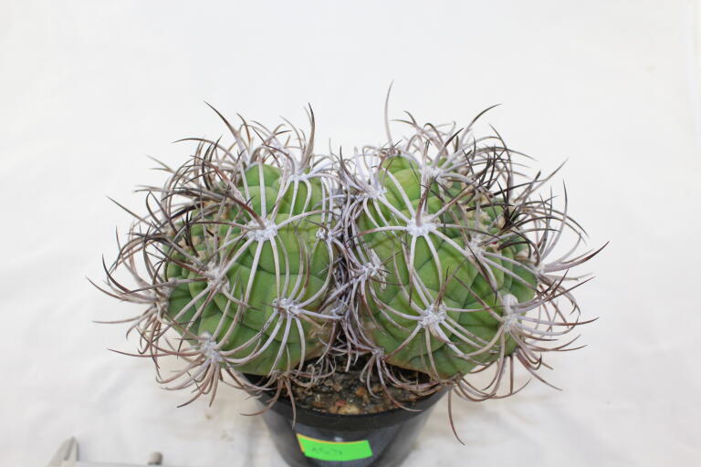 Gymnocalycium saglionis BIG Two Heads  (2)