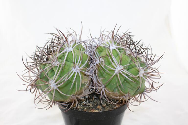 Gymnocalycium saglionis BIG Two Heads  (3)