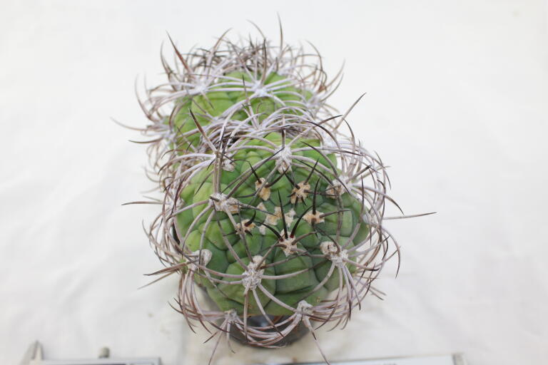 Gymnocalycium saglionis BIG Two Heads  (4)