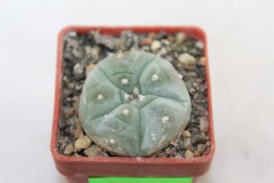 Lophophora williamsii 