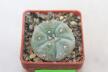 Lophophora williamsii 