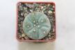 Lophophora williamsii  (2)