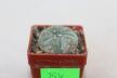 Lophophora williamsii  (3)