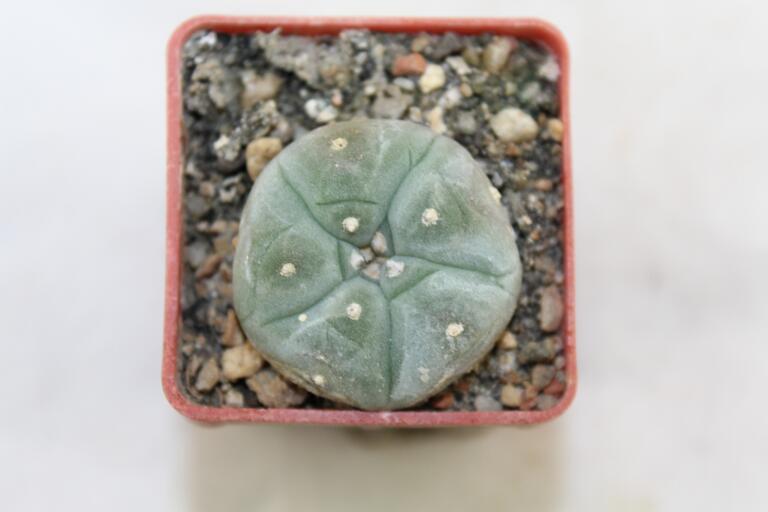 Lophophora williamsii  (2)