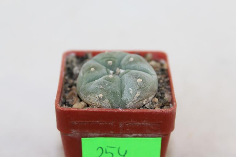 Lophophora williamsii  (3)