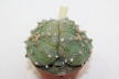 Astrophytum asterias Pink Flower Three Heads BIG