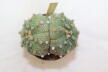Astrophytum asterias Pink Flower Three Heads BIG (2)