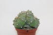 Astrophytum asterias Pink Flower Three Heads BIG (3)