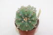 Astrophytum asterias Pink Flower Three Heads BIG (5)