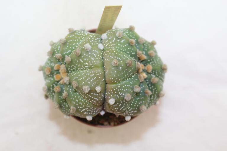 Astrophytum asterias Pink Flower Three Heads BIG (2)