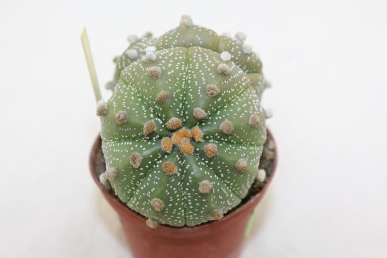Astrophytum asterias Pink Flower Three Heads BIG (4)