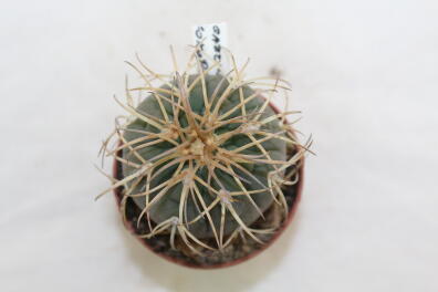 Gymnocalycium spegazzinii v punillense 