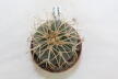 Gymnocalycium spegazzinii v punillense 