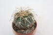 Gymnocalycium spegazzinii v punillense  (2)