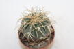 Gymnocalycium spegazzinii v punillense  (3)