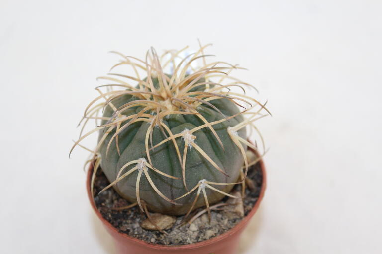 Gymnocalycium spegazzinii v punillense  (2)