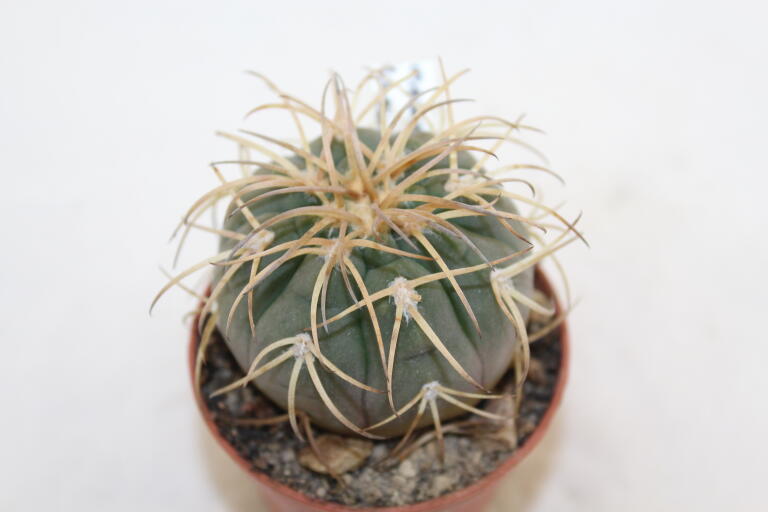Gymnocalycium spegazzinii v punillense  (3)